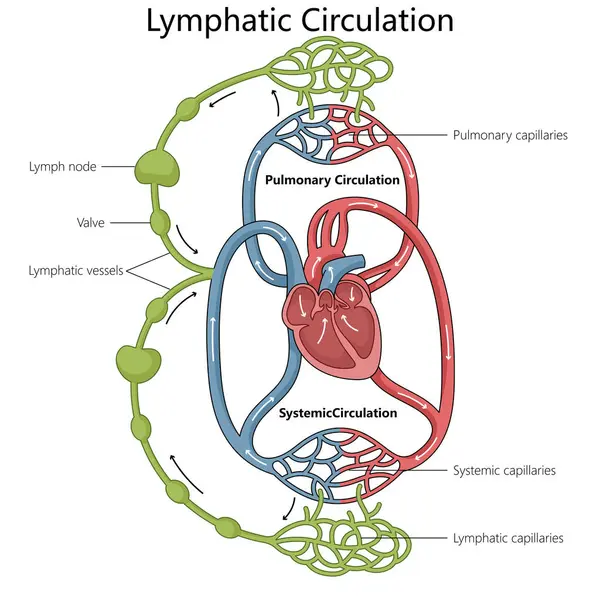 stock vector human lymphatic and circulatory systems, including major components like the heart, lymph nodes, and vessels diagram hand drawn schematic vector illustration. Medical science educational illustration