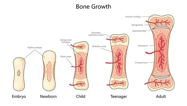 stock vector stages of bone growth in humans, from embryo to adult, showing structural changes and ossification diagram hand drawn schematic vector illustration. Medical science educational illustration