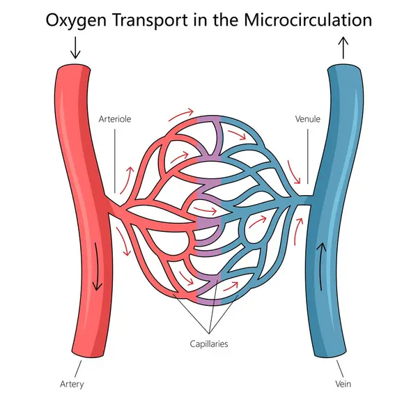 Sauerstofftransport Durch Arteriolen Kapillaren Und Venolen Menschlichen Mikrozirkulationssystem Handgezeichneten Schematischen — Stockvektor