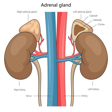 anatomy of the adrenal glands atop the kidneys, highlighting the medulla, cortex, and vascular connections diagram hand drawn schematic vector illustration. Medical science educational illustration clipart