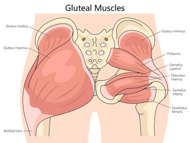 İnsan kalça kaslarının anatomisi, her kas yapısı diyagramı el çizimi şematik vektör çizimi de dahil olmak üzere. Tıp bilimi eğitimsel illüstrasyon