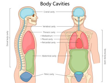 human body cavities, including cranial, thoracic, abdominal, and pelvic, in front and side views structure diagram hand drawn schematic vector illustration. Medical science educational illustration clipart