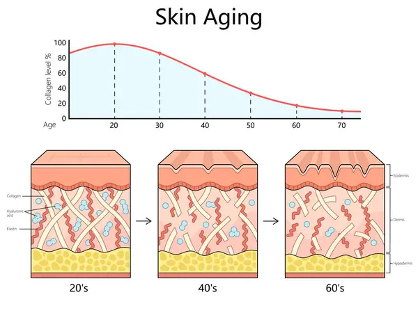 Hautalterungsprozess Von Den 20Er Bis Die 60Er Jahre Der Die — Stockvektor