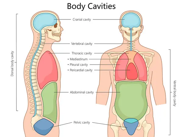 Hohlräume Des Menschlichen Körpers Einschließlich Schädel Brust Bauch Und Becken — Stockvektor