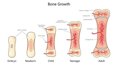 stages of bone growth in humans, from embryo to adult, showing structural changes and ossification diagram hand drawn schematic raster illustration. Medical science educational illustration clipart