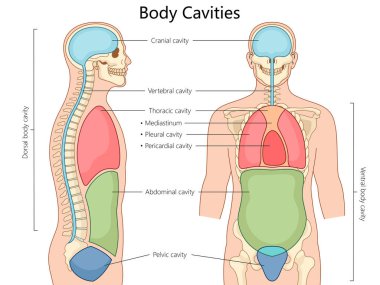 human body cavities, including cranial, thoracic, abdominal, and pelvic, in front and side views structure diagram hand drawn schematic raster illustration. Medical science educational illustration clipart