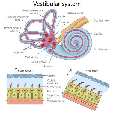 human vestibular system, highlighting its structure and components for educational purposes structure diagram hand drawn schematic vector illustration. Medical science educational illustration clipart