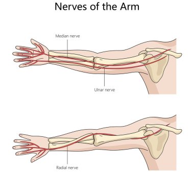 median, ulnar, and radial nerves in the arm with detailed anatomical labeling structure diagram hand drawn schematic vector illustration. Medical science educational illustration clipart