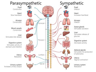 Parasempatik ve sempatik sinir sistemleri, çeşitli organlar ve vücut fonksiyonları diyagramı el çizimi şematik raster çizimi. Tıp bilimi eğitimsel illüstrasyon