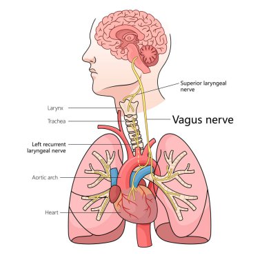 Vagus sinirinin insan vücudundaki yolu, beyin, kalp ve akciğer yapısı şematik raster çizimi de dahil olmak üzere. Tıp bilimi eğitimsel illüstrasyon