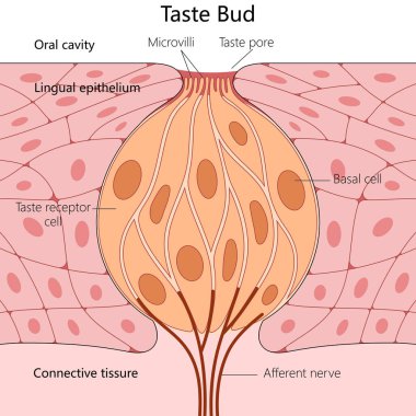 human taste bud, including lingual epithelium, taste receptor cells, and connective tissue structure diagram hand drawn schematic raster illustration. Medical science educational illustration clipart