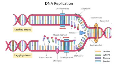 DNA replikasyonu öncü ve geride kalan iplikleri, DNA polimeraz, helicase gibi enzimleri ve replikasyon çatalı diyagramını gösteren şematik vektör çizimi. Tıbbi bilim illüstrasyonu