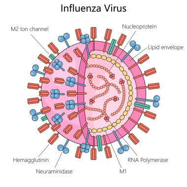 Grip virüsü, hemagglutinin, nöroaminidase, RNA polimeraz ve lipid zarf yapı şeması el çizimi şematik vektör çizimi. Tıp bilimi eğitimsel illüstrasyon