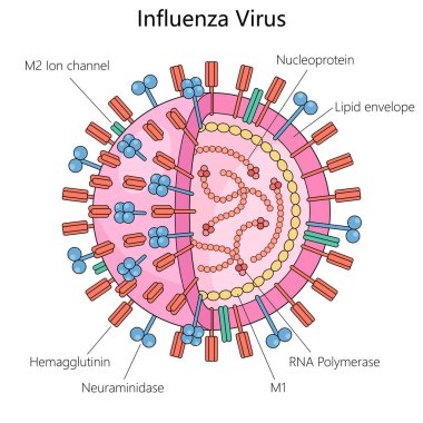 Grip virüsü, hemagglutinin, nöroaminidase, RNA polimeraz ve lipid zarf yapı şeması el çizimi şematik vektör çizimi. Tıp bilimi eğitimsel illüstrasyon