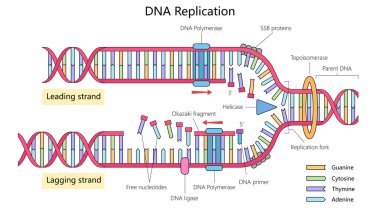 DNA replikasyonu, öncü ve geride kalan iplikleri, DNA polimeraz, helicase gibi enzimleri ve kopyalanmış çatal diyagramını gösteren şematik raster çizimi. Tıbbi bilim illüstrasyonu