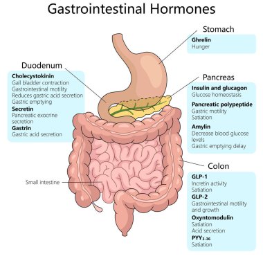 gastrointestinal hormones, including their origins in the stomach, duodenum, pancreas, and colon, and their specific functions schematic raster illustration. Medical science educational illustration clipart