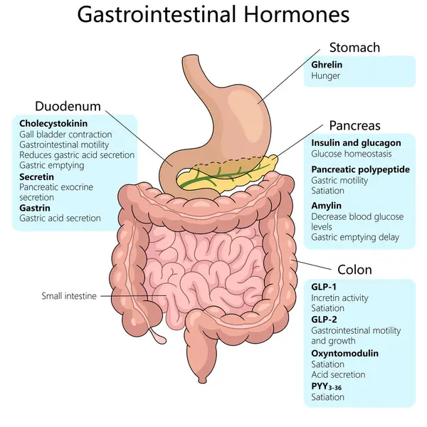 stock image gastrointestinal hormones, including their origins in the stomach, duodenum, pancreas, and colon, and their specific functions schematic raster illustration. Medical science educational illustration