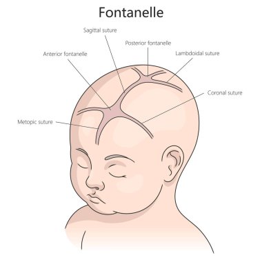 Anterior ve posterior bıngıldak, sagittal, koronal, lambdoidal dikişler, el yapımı raster çizimi çizimleri içeren bir bebek kafatasında bıngıldak ve dikişler. Tıbbi bilim illüstrasyonu