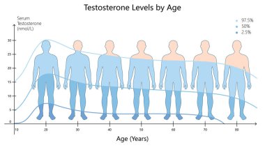 Farklı yaşlarda serum testosteron seviyelerinde değişiklik, erkeklerin el çizimi şematik raster çizimlerindeki hormonal değişiklikleri vurguluyor. Tıp bilimi eğitimsel illüstrasyon