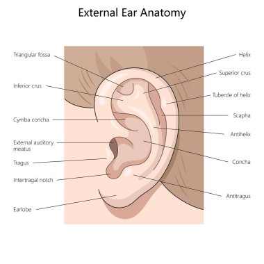 Dış kulak, sarmal, tragus ve harici işitsel meatus diyagramı gibi anahtar yapıları vurgulayan el çizimi şematik raster çizimi. Tıp bilimi eğitimsel illüstrasyon
