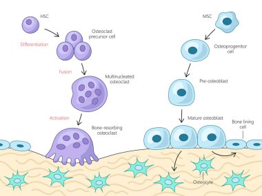 Kemik hücrelerinin farklılaşması ve etkinleştirme süreci, osteoclast ve osteoblast gelişim yolları şeması elle çizilmiş şematik vektör çizimi. Tıp bilimi eğitimsel illüstrasyon