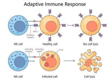 adaptive immune response, highlighting the interaction between NK cells and healthy versus infected cells diagram hand drawn schematic vector illustration. Medical science educational illustration clipart