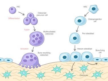 Kemik hücrelerinin farklılaşması ve etkinleştirme süreci, osteoclast ve osteoblast gelişim yolları şeması elle çizilmiş şematik raster çizimi. Tıp bilimi eğitimsel illüstrasyon