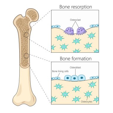 Kemik emilimi ve oluşum süreçleri, kemik dokusu diyagramında osteoclast ve osteoblast aktivitelerinin altını çizmek elle şematik raster çizimi. Tıp bilimi eğitimsel illüstrasyon
