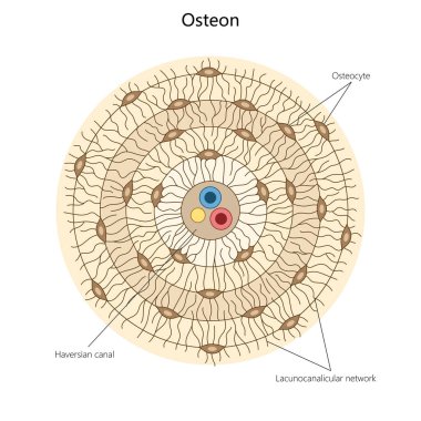 osteon, osteositler, Haversian kanalı, ve kemik dokusu yapısı diyagramındaki laksokaniküler ağ el çizimi şematik raster çizimi. Tıp bilimi eğitimsel illüstrasyon