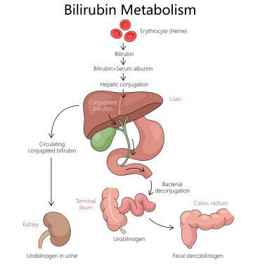Bilirubin metabolizması, eritrosit çöküntüsü, hepatik konjugasyon, böbrek ve bağırsak diyagramı el yapımı vektör çizimi. Tıp bilimi eğitimsel illüstrasyon