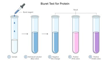 Protein için biuret testi, adım adım ve pozitif ve negatif sonuçlar gösteren el çizimi şematik vektör çizimi sonuçları. Tıp bilimi eğitimsel illüstrasyon