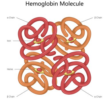 Yapı diyagramında alfa ve beta zincirlerini, demir atomlarını ve heme gruplarını vurgulayan hemoglobin molekülü el çizimi şematik vektör çizimi. Tıp bilimi eğitimsel illüstrasyon