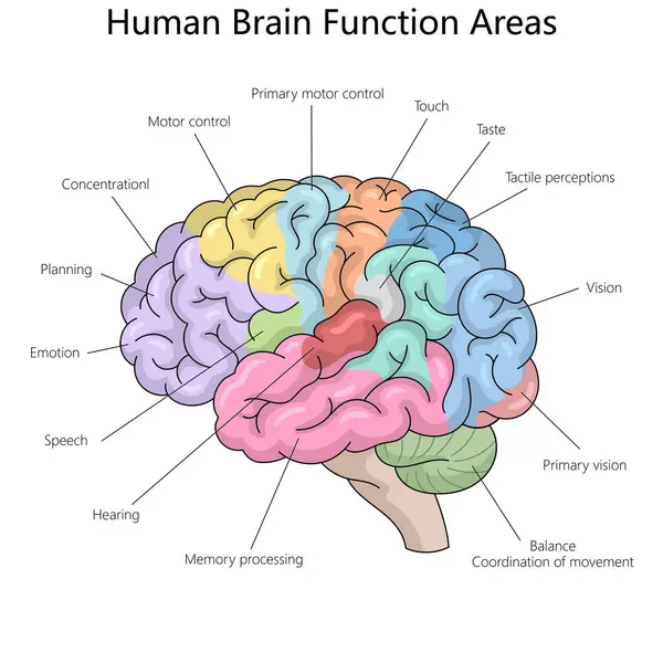 stock vector functional areas of the human brain, including motor control, vision, speech, memory processing, and emotion diagram hand drawn schematic vector illustration. Medical science educational illustration