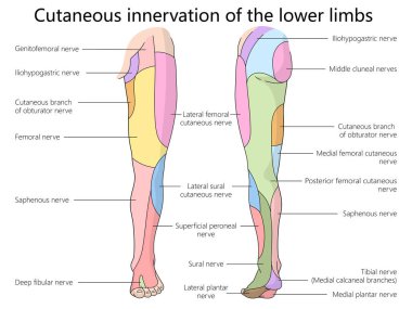 Alt uzuvlarda deri sinirsel intrüksiyon, çeşitli sinir dallarını ve bölgeleri vurguluyor elle çizilmiş şematik raster çizimi. Tıp bilimi eğitimsel illüstrasyon