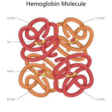 Yapı diyagramında alfa ve beta zincirlerini, demir atomlarını ve heme gruplarını vurgulayan hemoglobin molekülü şematik raster çizimi çizmiştir. Tıp bilimi eğitimsel illüstrasyon