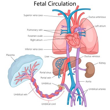 fetal circulation system, blood flow from the placenta through the umbilical cord to heart and other organs diagram hand drawn schematic vector illustration. Medical science educational illustration clipart