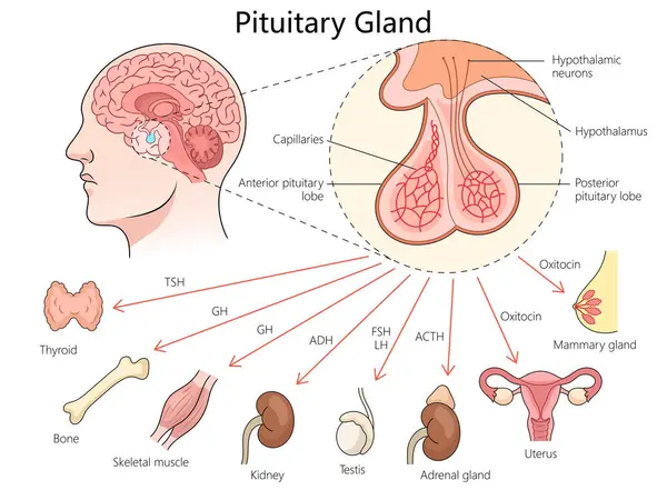 stock vector pituitary gland, its role in hormone release and its influence on various organs and glands in the body diagram hand drawn schematic vector illustration. Medical science educational illustration