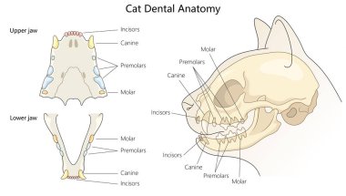 kedi diş anatomisi, etiketli kesici dişler, köpek dişleri, azı dişleri ve alt çenelerdeki azı dişleri hem üst hem de alt çenelerdeki el çizimi şematik vektör çizimleri gösteriyor. Tıp bilimi eğitimsel illüstrasyon