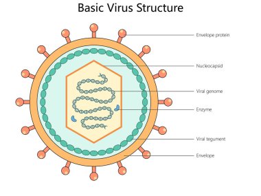 Etiketli bileşenleri olan temel virüs yapısı, zarf proteini, nükleokapsid, viral genom, enzim ve viral tegument diyagramı el çizimi vektör çizimi. Tıp bilimi eğitimsel illüstrasyon