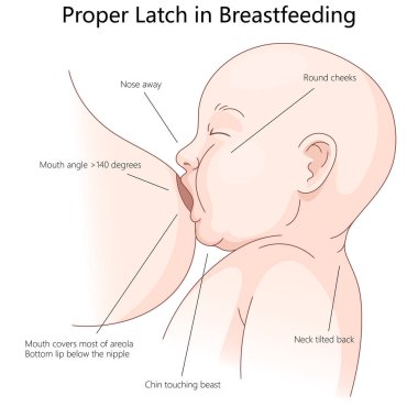 En uygun bebek besleme için emzirme mandalı tekniği, anahtar konumlandırma ve dizilim ayrıntıları el çizimi şematik raster çizimi. Tıp bilimi eğitimsel illüstrasyon