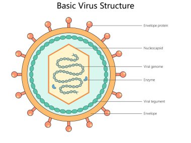 Etiketli bileşenleri olan temel virüs yapısı, zarf proteini, nükleokapsid, viral genom, enzim ve viral tegument diyagramı el yapımı raster çizimi. Tıp bilimi eğitimsel illüstrasyon