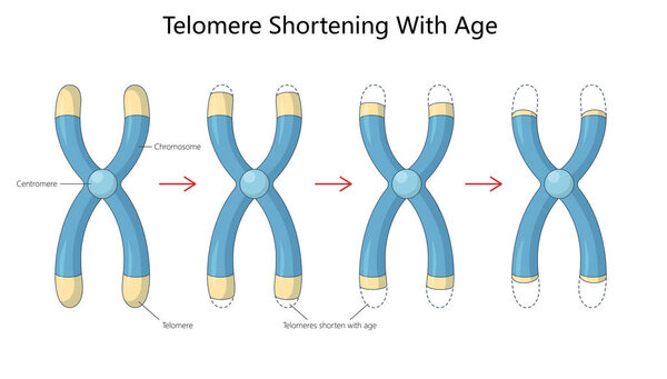 process of telomere shortening on chromosomes over time, a key factor in cellular aging and genetic stability diagram hand drawn schematic vector illustration. Medical science educational illustration