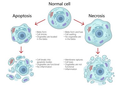 Hücrelerde apoptoz ve nekroz süreçleri, yapısal değişiklikler, organel fonksiyonları, iltihaplanma farklılıkları şematik raster çizimi. Tıp bilimi eğitimsel illüstrasyon