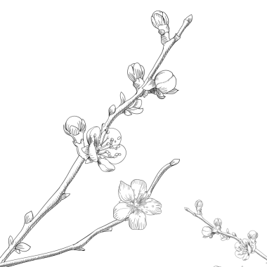 Minimalist ince çizgiler pembe kiraz dalı PNG illüstrasyonu