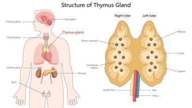 Timüs bezi anatomisini gösteriyor, loplar, korteks, medulla ve insan vücudu diyagramı içindeki konumu el çizimi şematik vektör çizimi. Tıp bilimi eğitimsel illüstrasyon