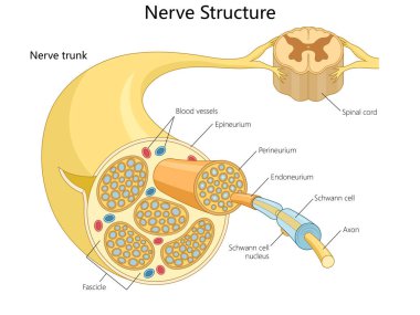 Faşikler, aksonlar, Schwann hücreleri ve epineurium ve perineurium diyagramı gibi koruyucu katmanlar da dahil olmak üzere sinir anatomisi şematik raster çizimi çizer. Tıp Bilimi Eğitimi