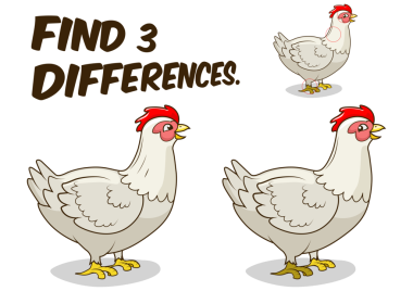 PNG tavuk oyunu farklılıklarını bul