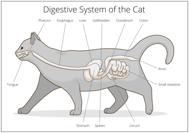 Kedi PNG illüstrasyonunun sindirim sistemi
