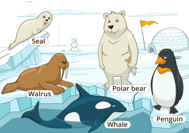 Çocuklar için Kuzey Kutbu Hayvanları Eğitim Oyunu