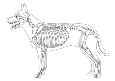 Köpek iskeleti veteriner PNG illüstrasyonu, köpek osteolojisi, kemikler